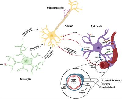 Key brain cell interactions and contributions to the pathogenesis of Alzheimer’s disease